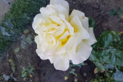 20181020_121200