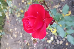 20181020_121322