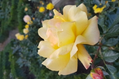 20181020_122237