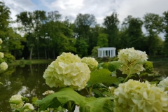 Kleiner Tannenwald