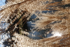 Palmengarten